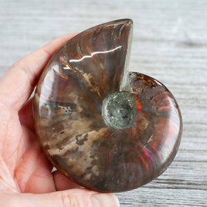 The Ammonite