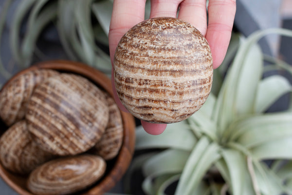 Large Aragonite Palm Stones. Learn more about Aragonite's Healing Properties.