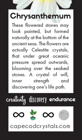 Chrysanthemum Metaphysical Meaning Card by educationinbangalore