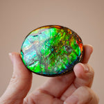 Ammolite Specimen