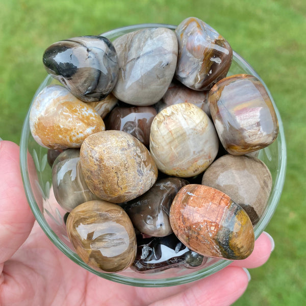 Petrified Wood Stone