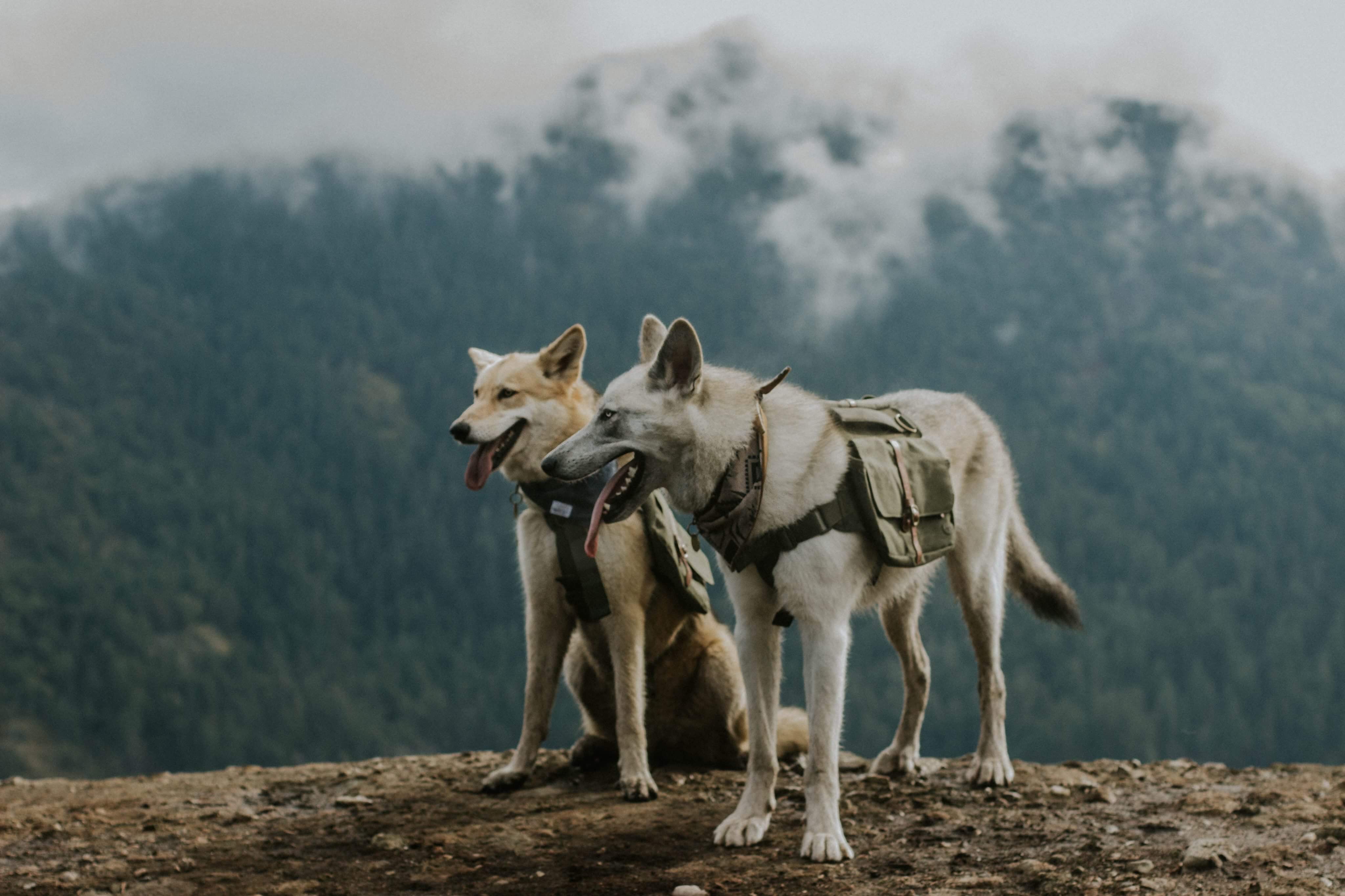 photo of two wolf dogs on top of a mountain overlooking a misty skyline