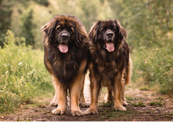 Leonberger Active Dog Breed
