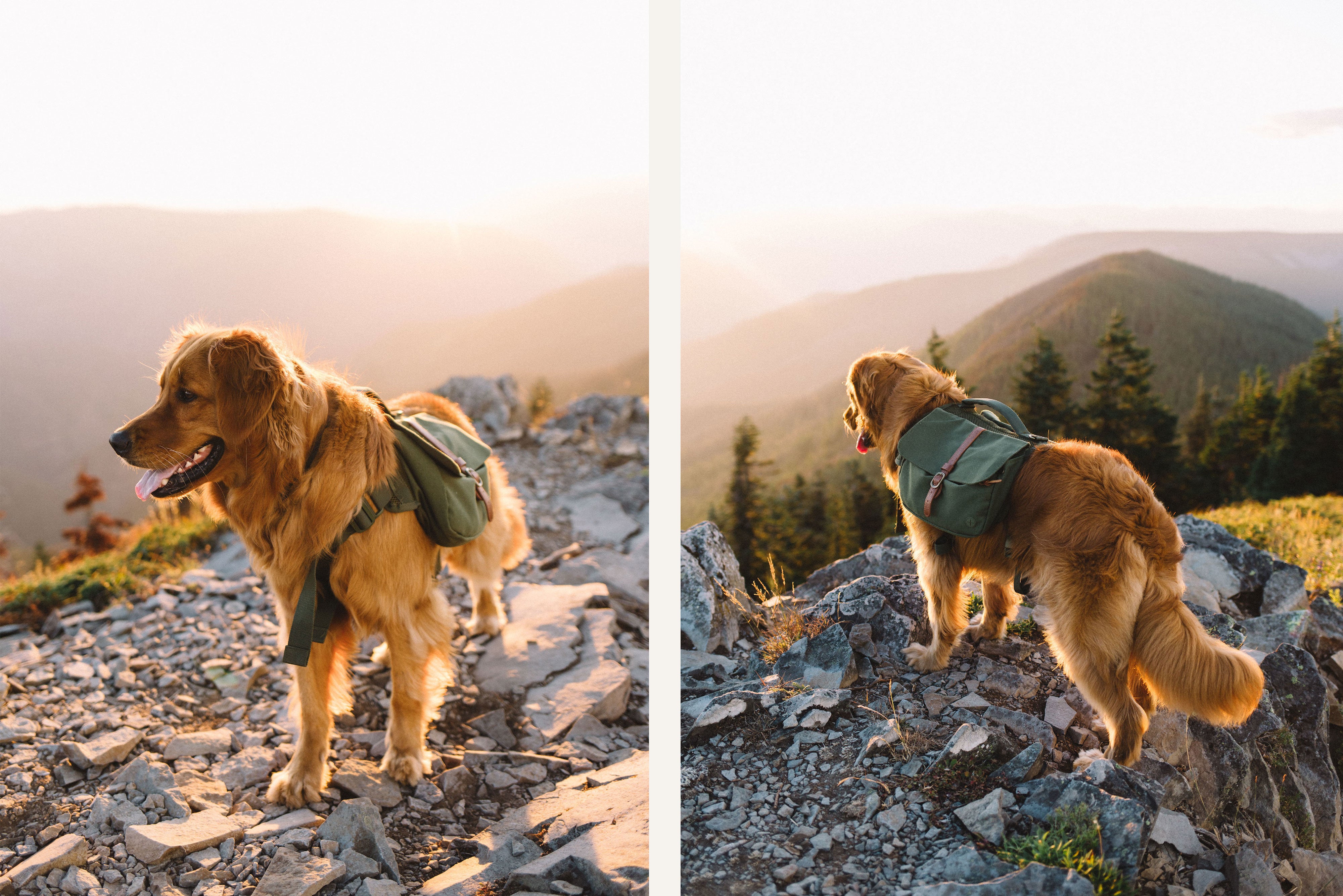 golden retriever hiking in canvas dog backpack from Wolf Republic