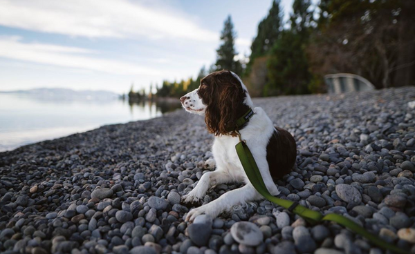 Dog laying on rocks with dog leash