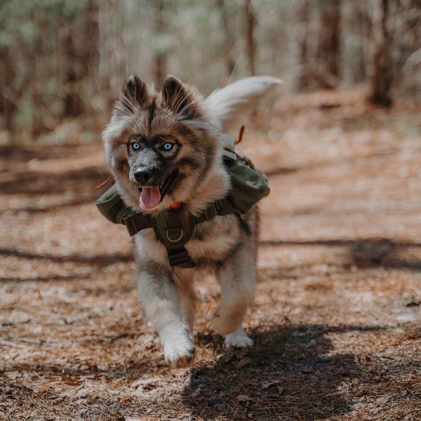 dog running on hiking trail with backpack