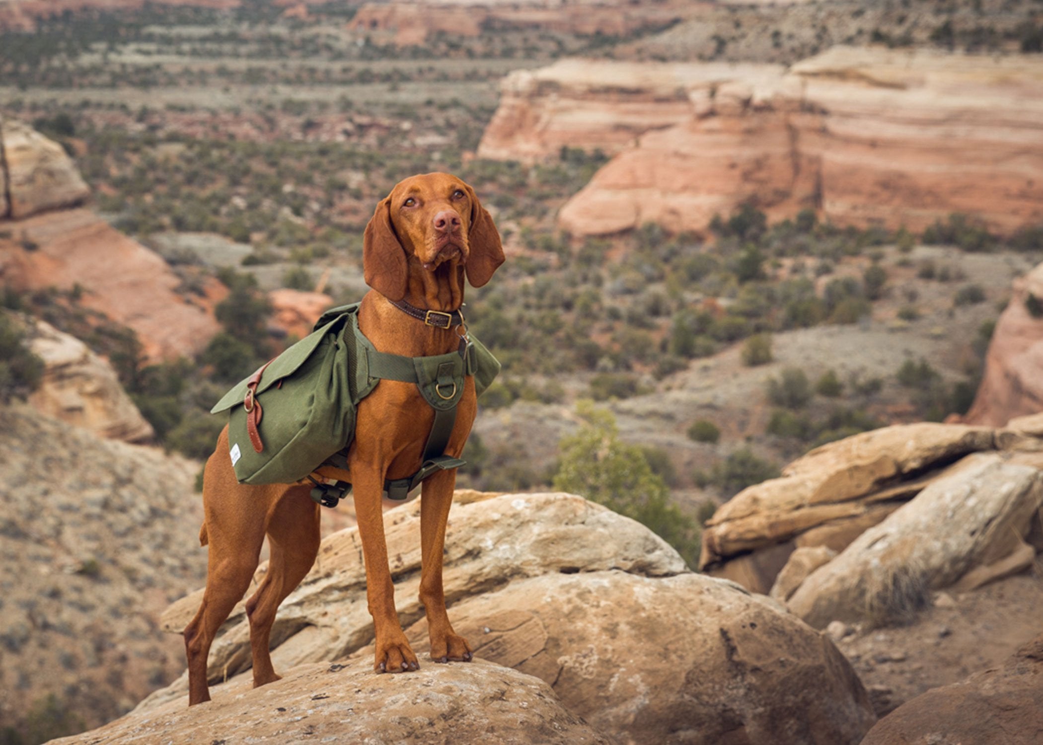 dog hiking in moab with backpack