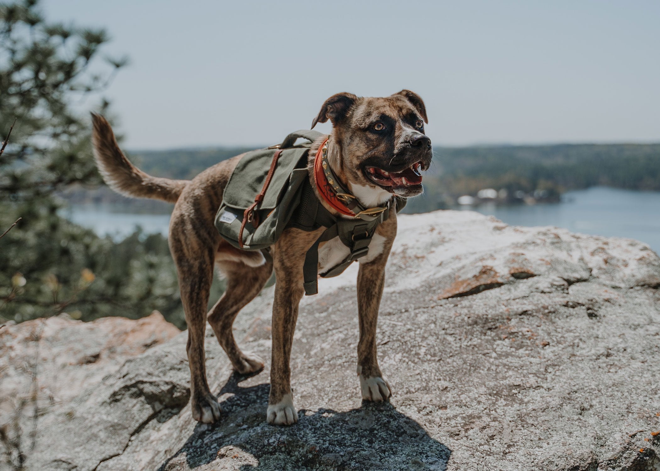 dog hiking backpack 