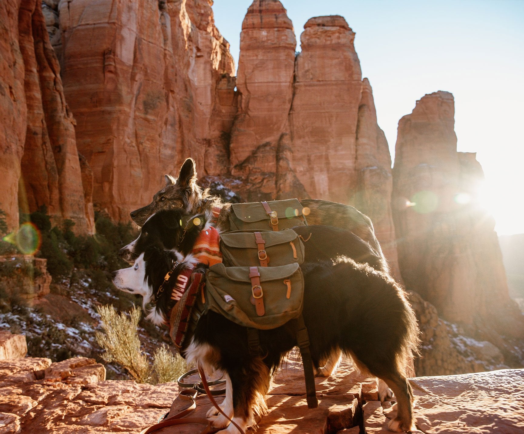 dog hiking backpack