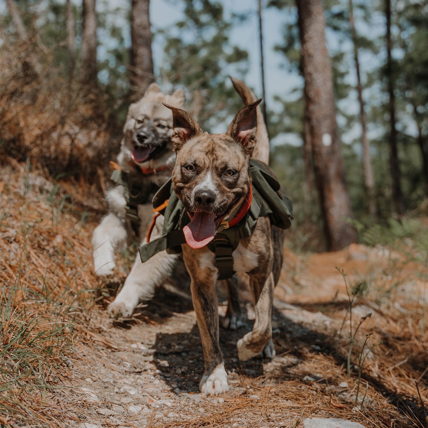 dogs running on hiking trail with backpack