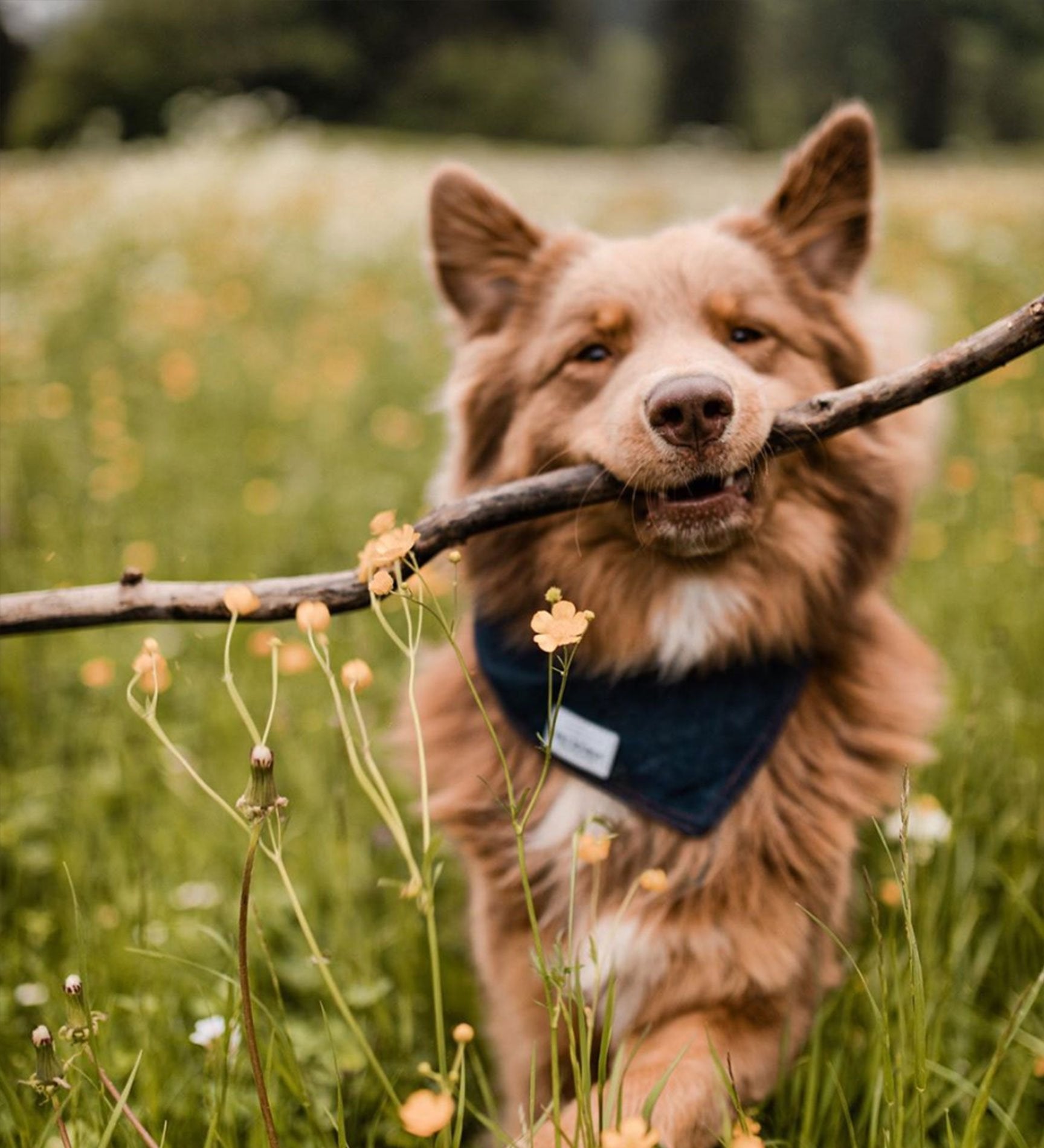 dog carrying stick wearing a bandana