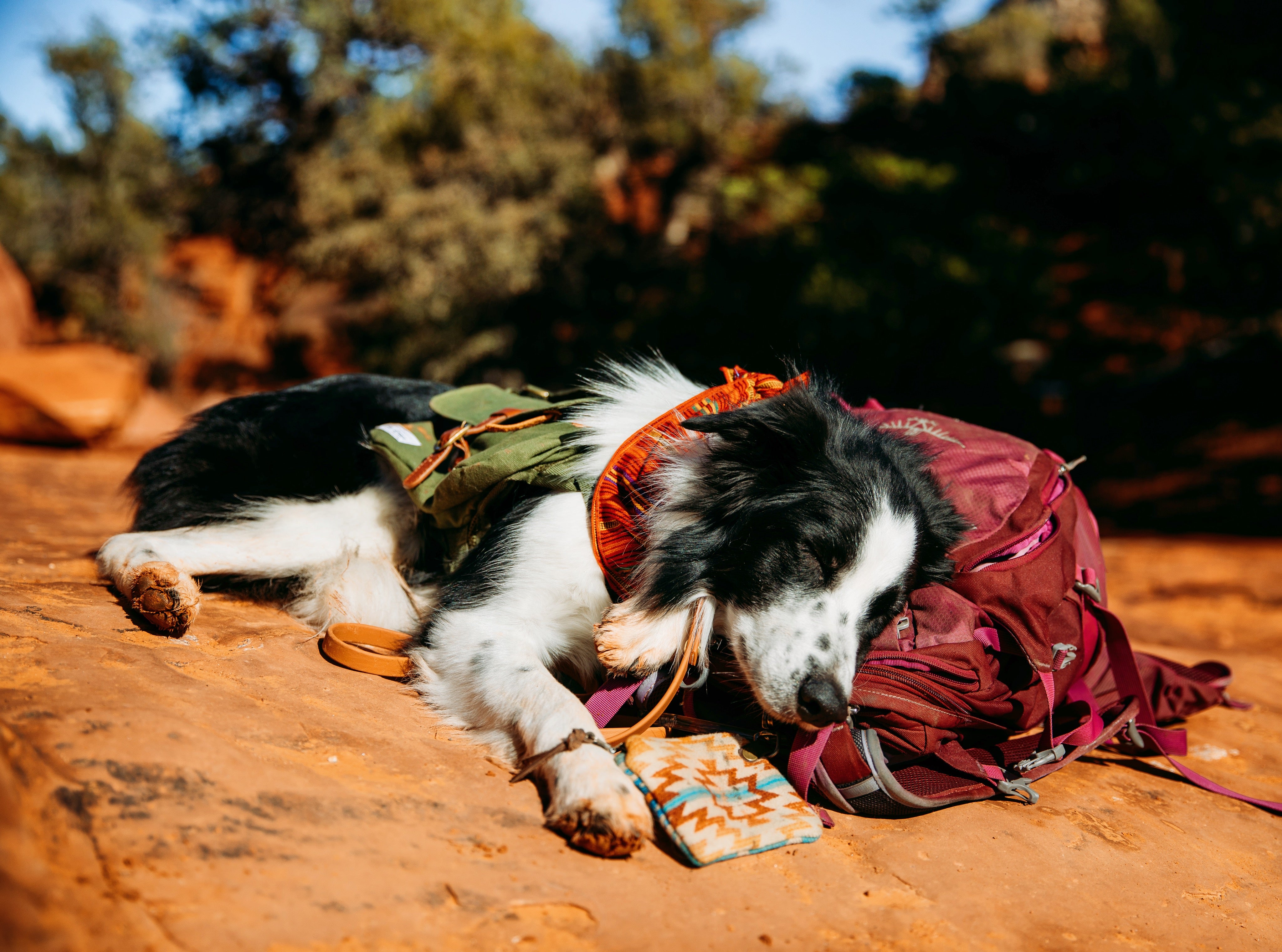 border collie dog hiking with dog backpack