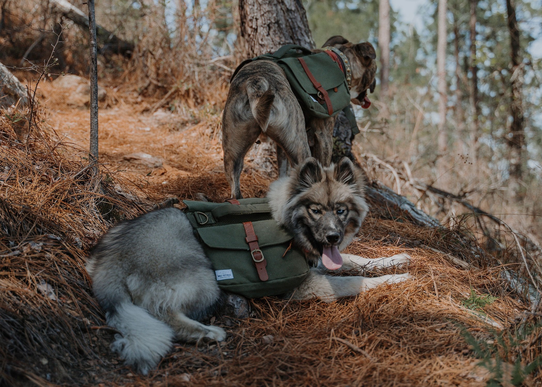 dogs hiking with dog backpacks in the forrest 