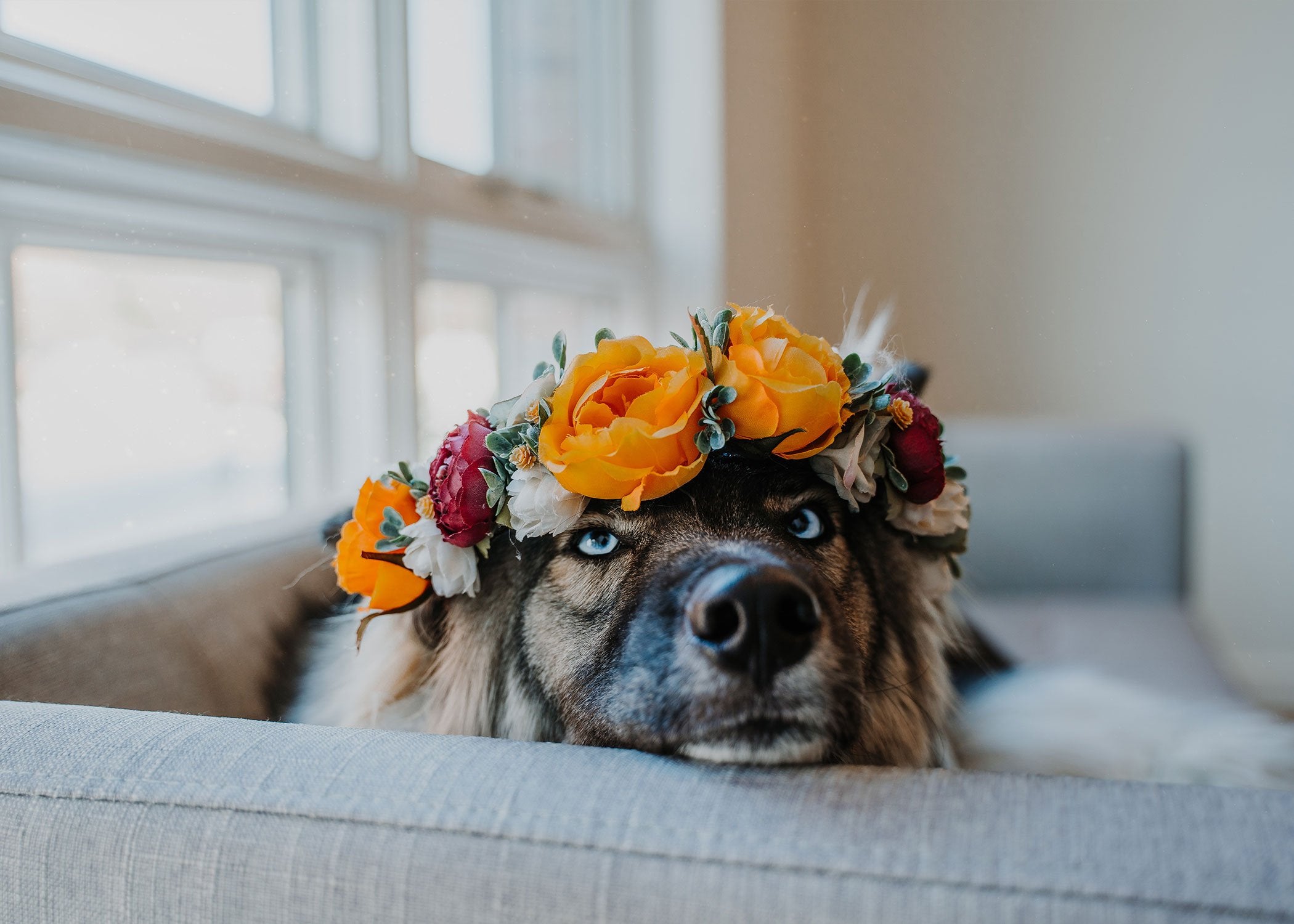 dog wearing flower crown 