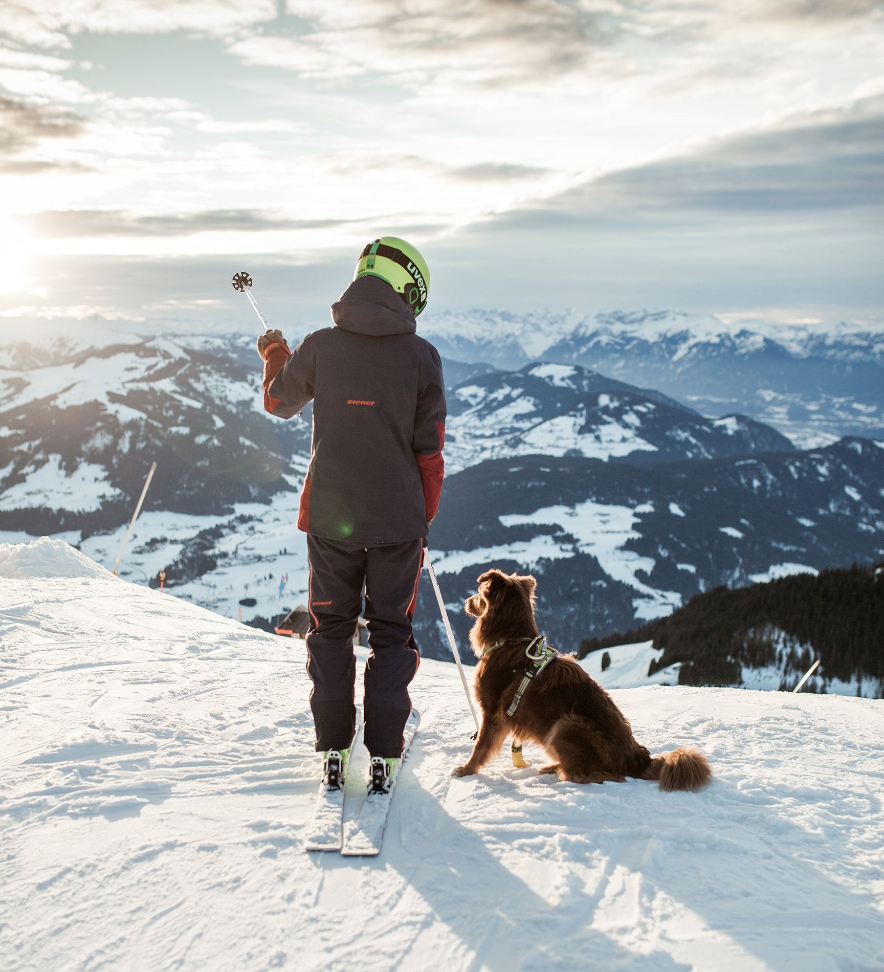 ski dog in the swiss alps