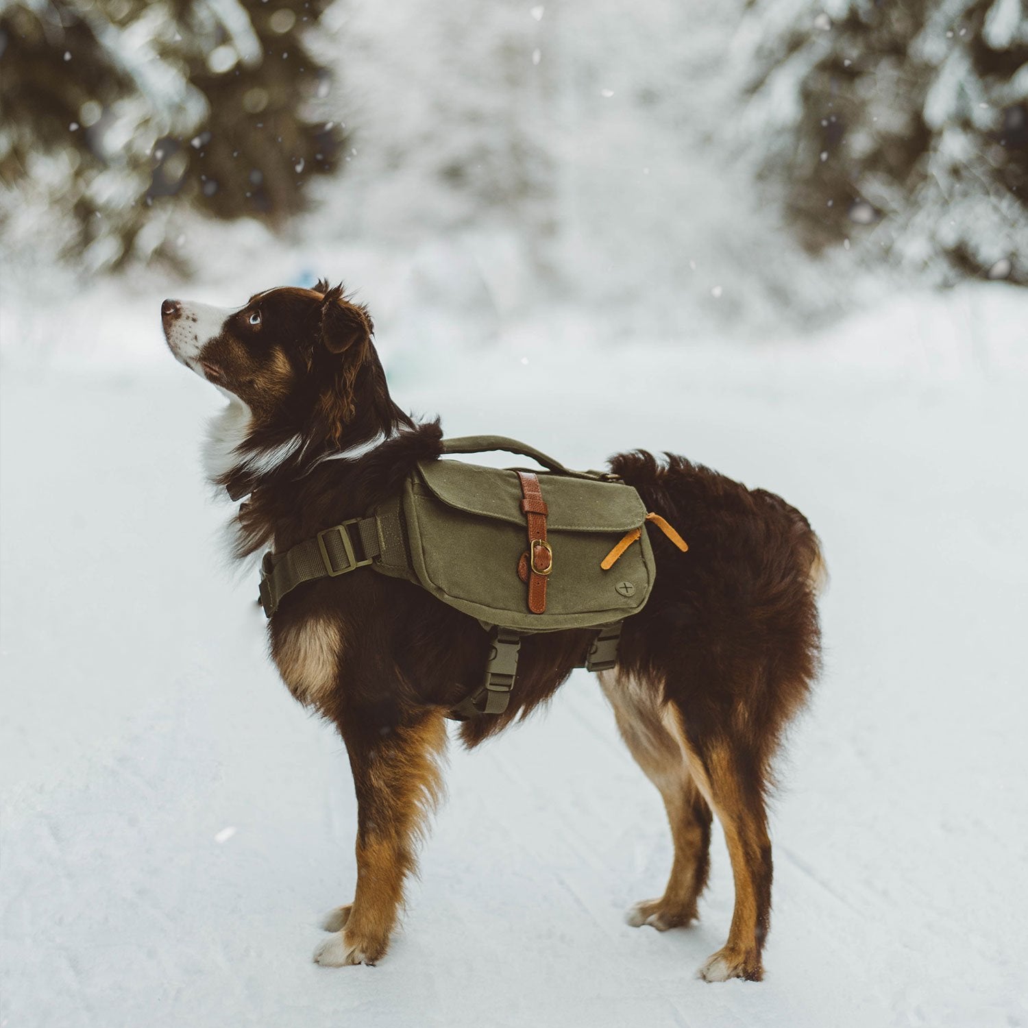 dog hiking in snow with backpack