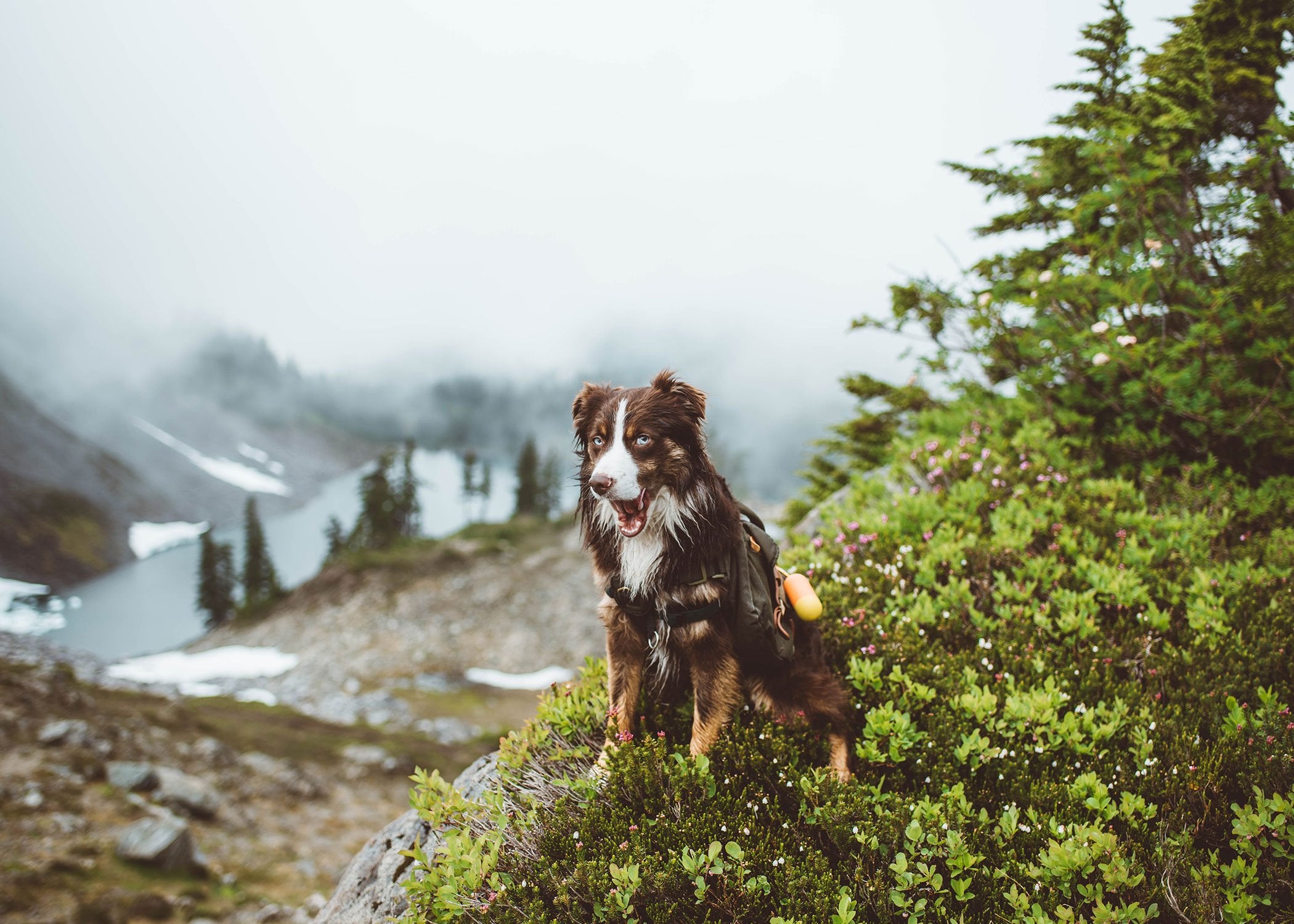 dog hiking with backpack outdoors