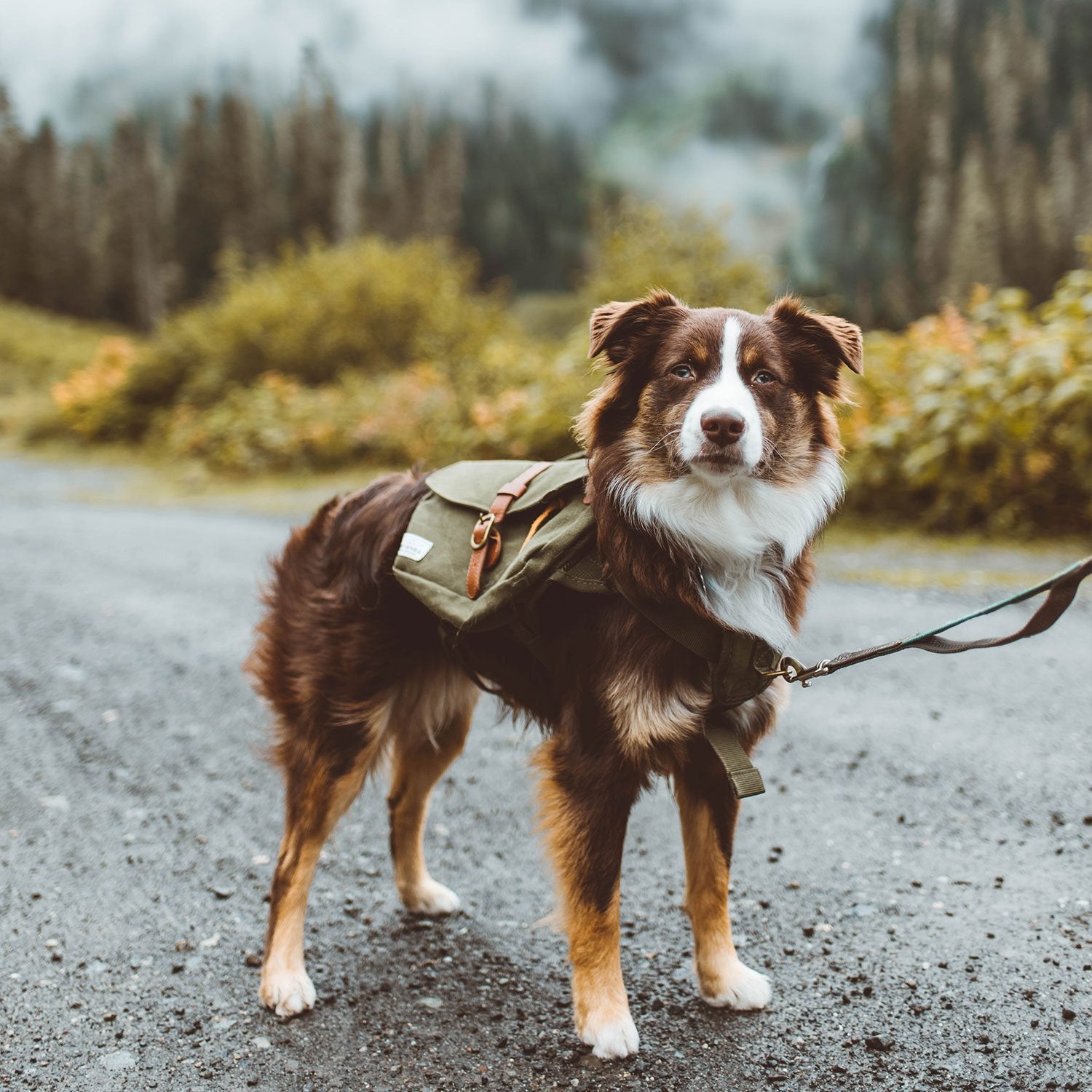 Mini Aussie Hiking with Backpack in the pacific north west 
