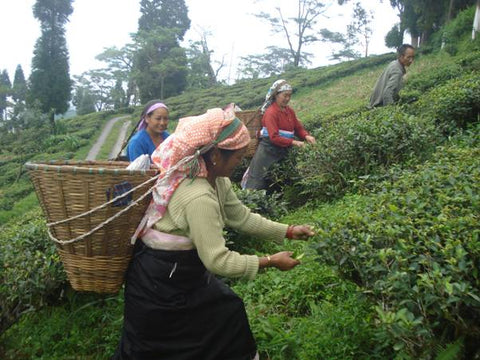 Darjeeling tea gardens
