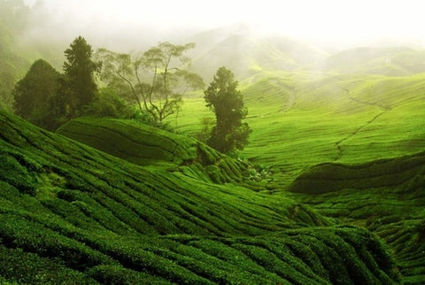 Assam tea gardens