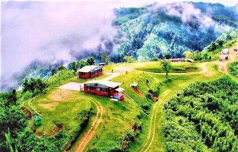 Sikkim tea gardens