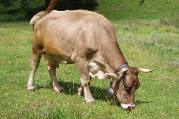 Braunvieh Cattle