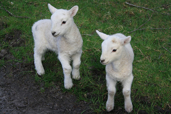 When is Lambing Season