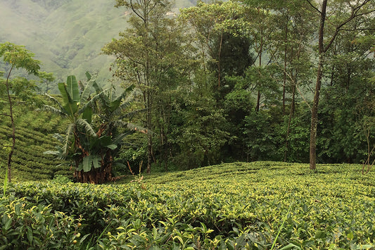 Sustainable | Farming| Agriculture