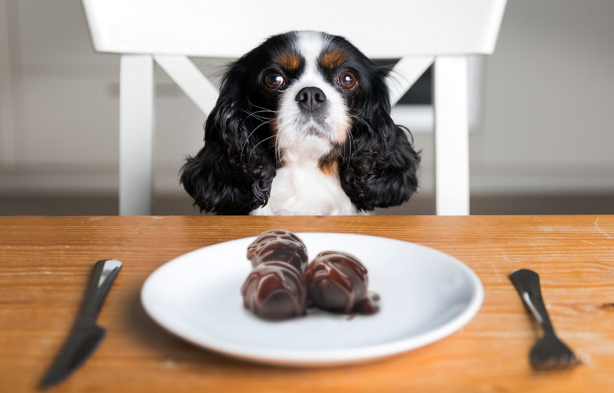 how much chocolate is safe for a dog