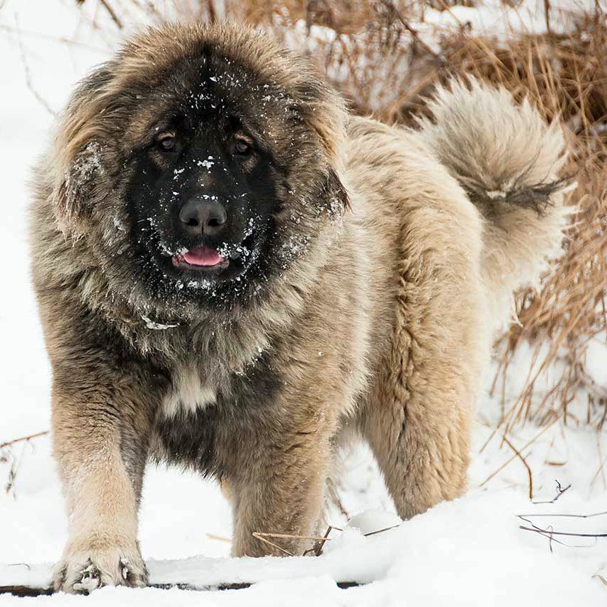 caucasian ovcharka