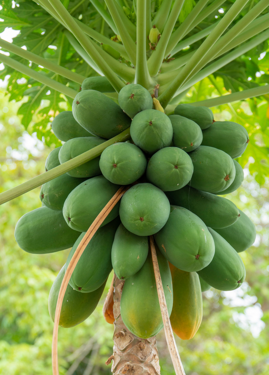 papaya tree