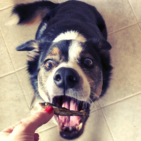 Dog munching on WOOFS' dried sprats.