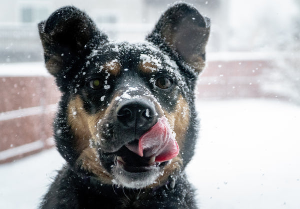 Dog licking snow from face