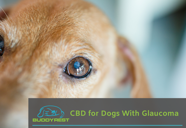 can glaucoma in dogs cause death