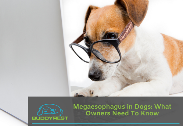 can a dog outgrow megaesophagus