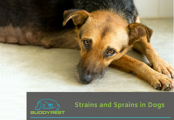 how do you tell if your dogs leg is sprained