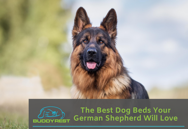 The Best Dog Beds Your German Shepherd Will Love