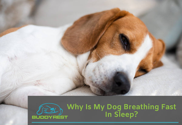 what do i do if my puppy is having trouble breathing