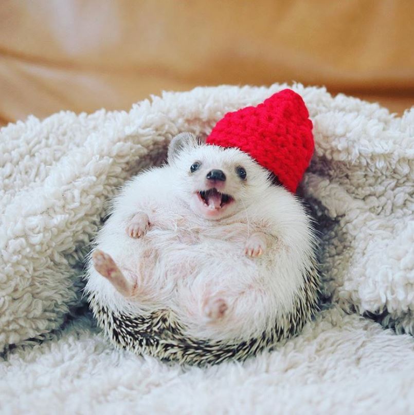 Azuki Hedgehog - Instagram Famous Animals