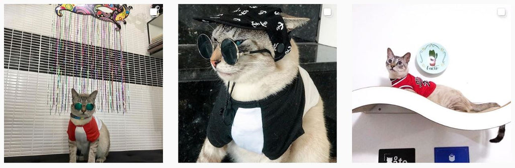 Flash Gatineo - Stylish Cats of Instagram