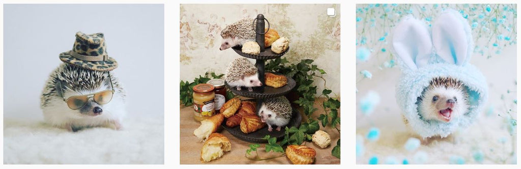 Hilarious Hedgehog Azuki - Insta Famous Pets at HeadyPets Pet Accessories