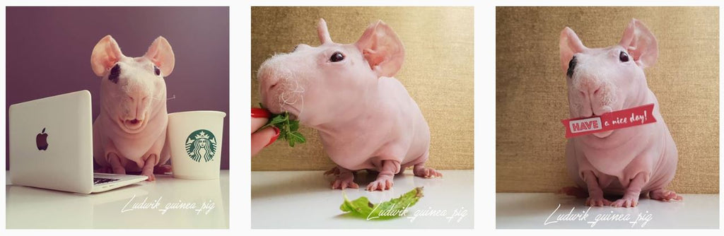Ludwik Hairless Guinea Pig - Instagram Famous Animals