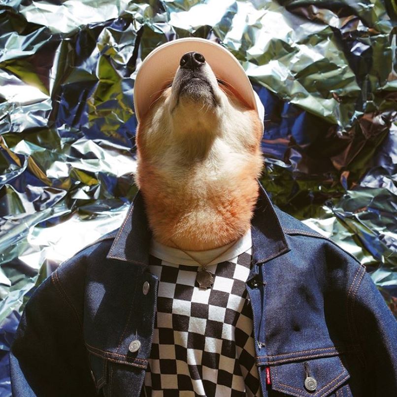 Menswear Dog - HeadyPet Most Stylish Dogs of Instagram