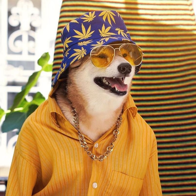 Stoner Dog - Menswear Dog - Smoke Cartel x HeadyPet Pet Accessories