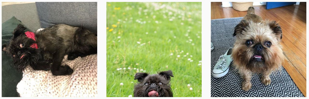 Digby Van Winkle - The Best Dogs of Instagram