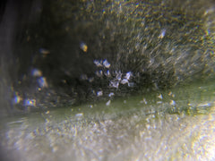 Spidermite exoskeleton debis