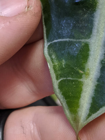 Spidermite spots on a houseplant