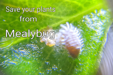 Mealybug 101 - how to kill mealybug on houseplants