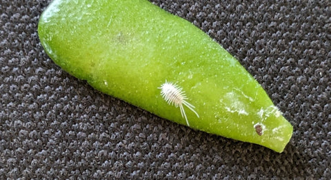 Mealy bug on jade leaf 