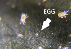 Spidermite eggs